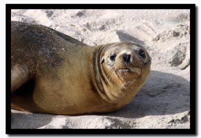 Cute, Isla San Cristobal, Galapagos