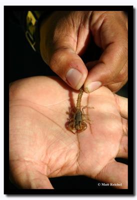 Dangerous Scorpion, Isla Santiago, Galapagos