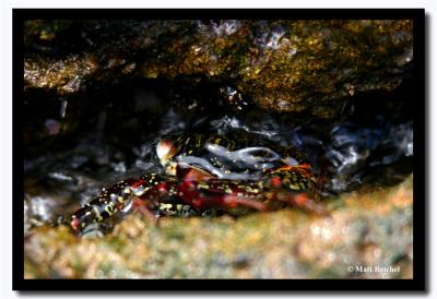 Dark Sally Light-Foot Crab, Isla Bartolome, Galapagos