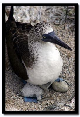 Egg and Chick, Isla Seymour Norte, Galapagos