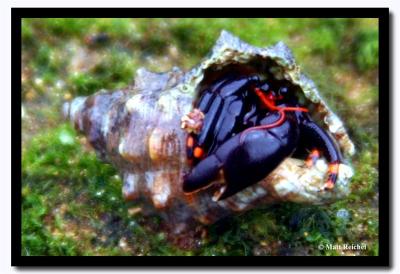Emerging Hermet Crab, Isla Bartolome, Galapagos