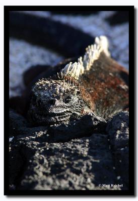 Face to Face with a Marine Iguana, Isla Santiago, Galapagos