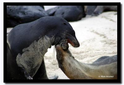 Fighting Sea Lions, Isla San Cristobal, Galapagos