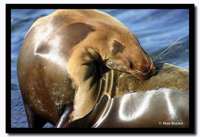 Flexible Sea Lion, Isla Santiago, Galapagos