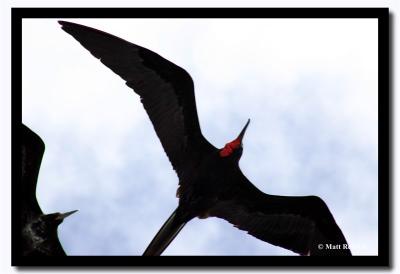 Flying Frigit Bird, Isla Santiago, Galapagos