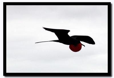 Flying Frigit with Air Pouch Expanded, Isla Seymour Norte, Galapagos