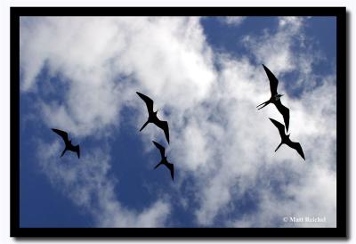 Fragatas Overhead, Isla Santiago, Galapagos