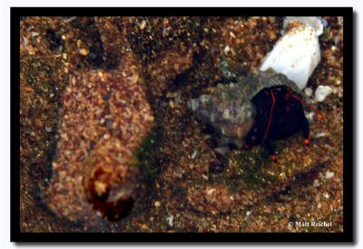 Hermet Crab in a Tide Pool, Isla Bartolome, Galapagos