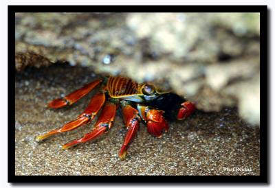 Hiding Sally Light-Foot Crab, Isla Bartolome, Galapagos