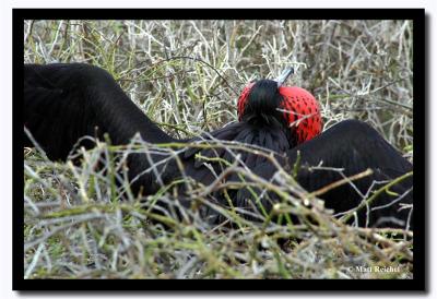 Large Frigit, Isla Seymour Norte, Galapagos