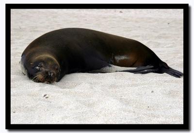 Lone Sea Lion, Isla San Cristobal, Galapagos