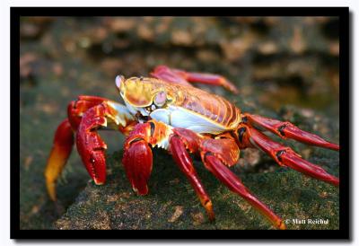 Mature Sally Light-Foot Crab, Isla Bartolome, Galapagos