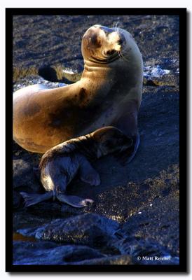 Mother and New Born, Isla Santiago, Galapagos