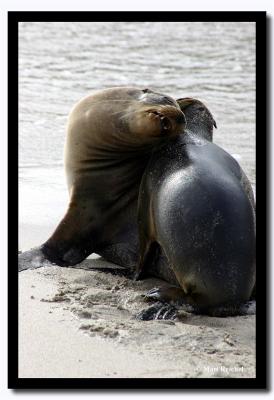 Mutual Ich, Isla San Cristobal, Galapagos