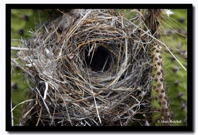 Nest, Isla Seymour Norte, Galapagos