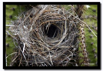 u47/mreichel/medium/30701342.NestIslaSeymourNorteGalapagoscopy.jpg