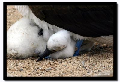 u47/mreichel/medium/30701343.NewBornChickIslaSeymourNorteGalapagoscopy.jpg