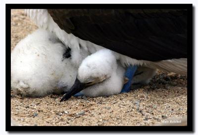 New Born Chick, Isla Seymour Norte, Galapagos