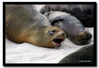 Open Wide, Isla San Cristobal, Galapagos