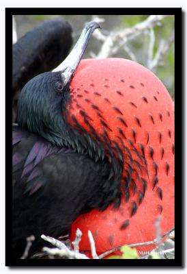 Puffed-Up Frigit, Isla Seymour Norte, Galapagos