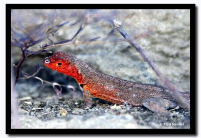 Red Lizzard, Isla Santiago, Galapagos