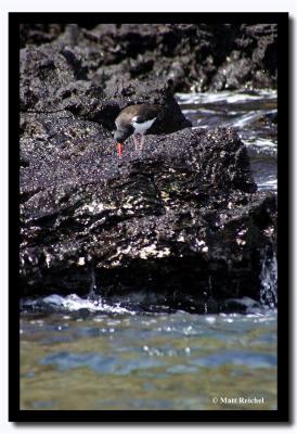 Red-Billed Snail Catcher on the Coastal Rocks, Isla Bartolome, Galapagos