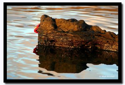 Reflection, Isla Santiago, Galapagos