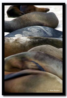 Resting Sea Lions, Isla San Cristobal, Galapagos