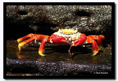 Sally Light-Foot Crab against Black Stone, Isla Santiago, Galapagos