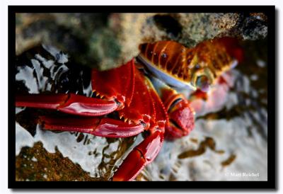 Sally Light-Foot Crab in the Waves, Isla Bartolome, Galapagos