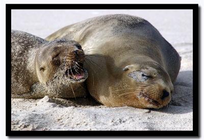 Sandy Face, Isla San Cristobal, Galapagos