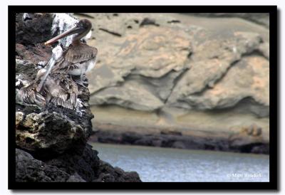 Sea Birds, Isla Bartolome, Galapagos