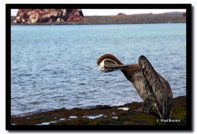 Sea Gull Showing Off, Isla Bartolome, Galapagos