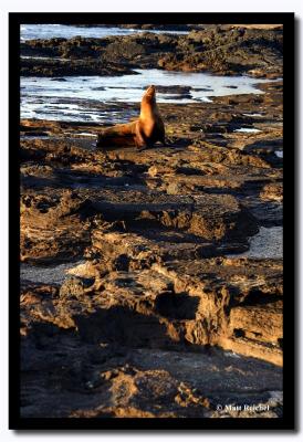 Sea Lion During Sun Set, Isla Santiago, Galapagos