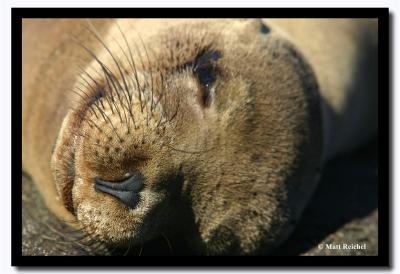 Sea Lion Face Close-Up, Isla Santiago, Galapagos