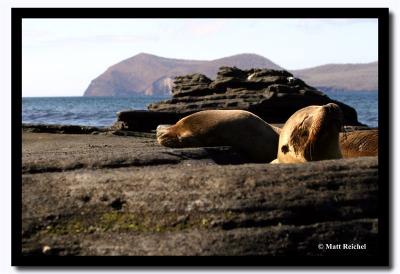 Sea Lion Hang-Out, Isla Santiago, Galapagos