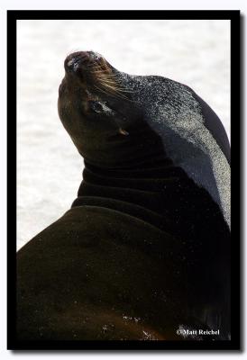 Sea Lion Strech, Isla San Cristobal, Galapagos