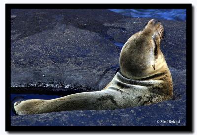 Sea Lion in a Tide Pool, Isla Santiago, Galapagos