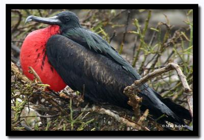 Searching for a Female, Isla Genovesa, Galapagos