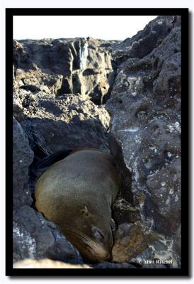 Sleeping in the Crevices, Isla Santiago, Galapagos