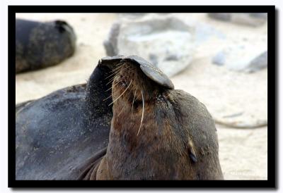 Swatting Flies, Isla Seymour Norte, Galapagos