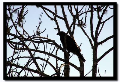 The Preditor, Galapagos Hawk, Isla Santiago, Galapagos