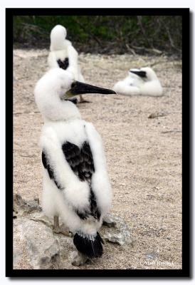 Three Blue-Foot Boobie Chicks, Isla Seymour Norte, Galapagos