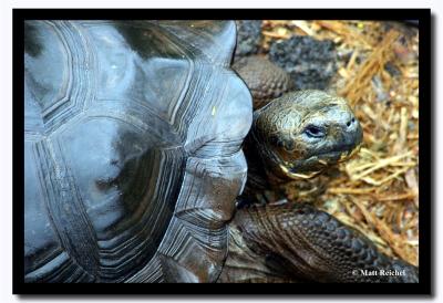 Tortuous from Above, Charles Darwin Research Station, Isla Santa Cruz, Galapagos