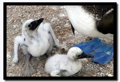 u47/mreichel/medium/30701392.TwoBlueFootedBoobieChicksIslaSeymourNorteGalapagoscopy.jpg