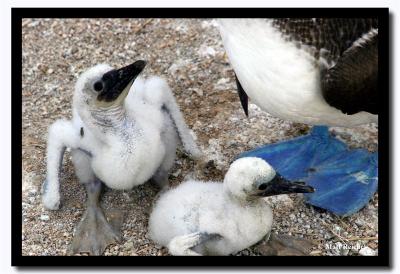 Two Blue-Footed Boobie Chicks, Isla Seymour Norte, Galapagos