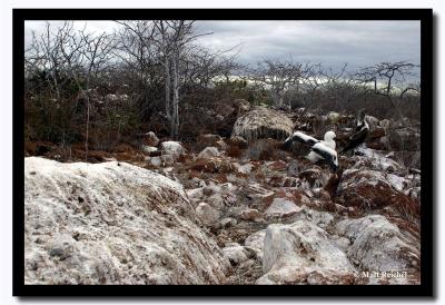 White Forrest, Isla Seymour Norte, Galapagos