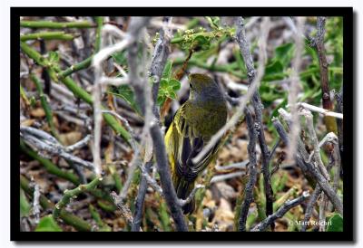 Yellow Swallow, Isla Seymour Norte, Galapagos