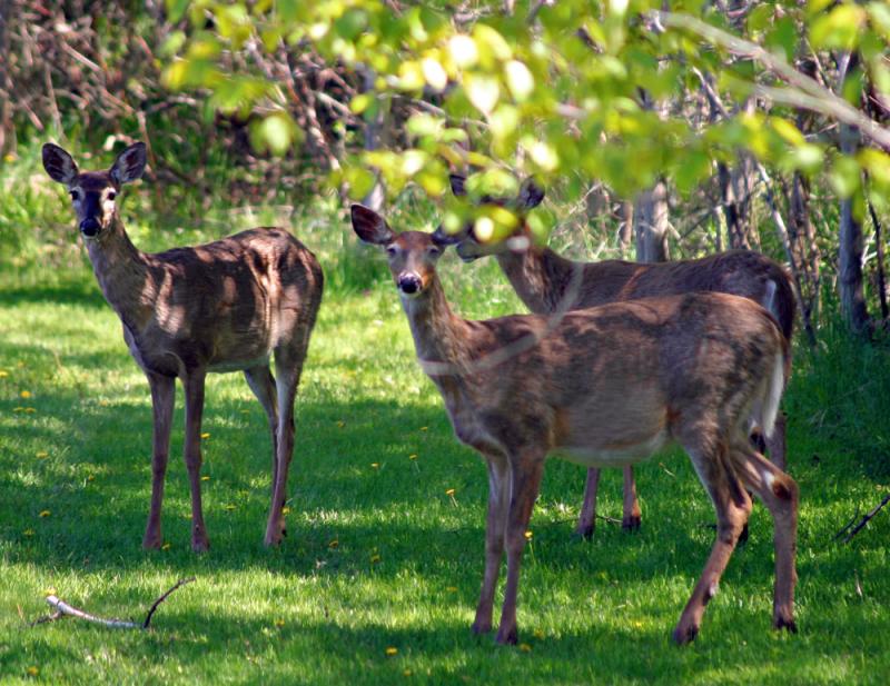 Deer.jpg