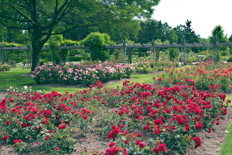Roses.jpg